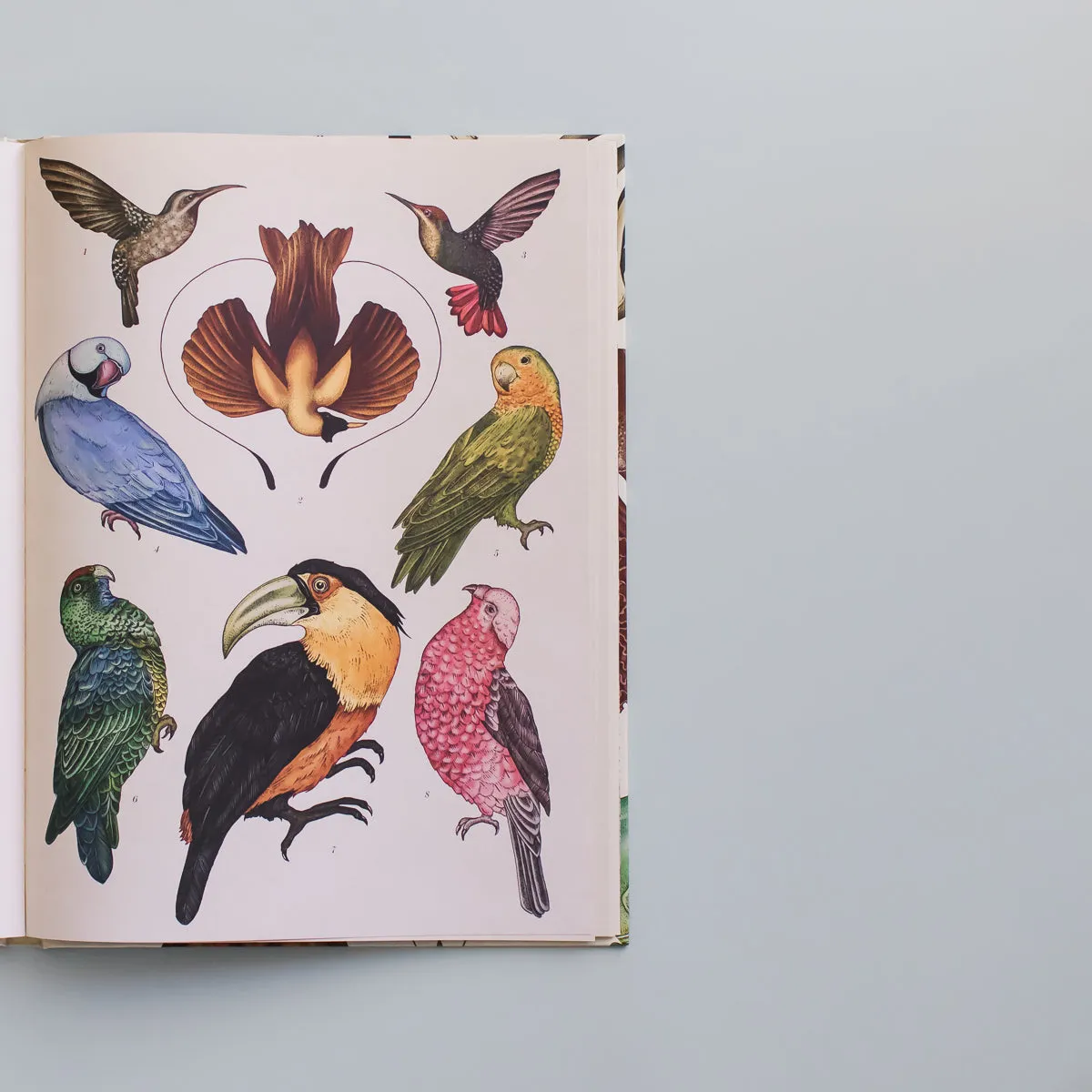 ANIMALIUM