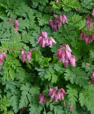 Bleeding Heart:  Fern Leaf  - 1 gal (VN)